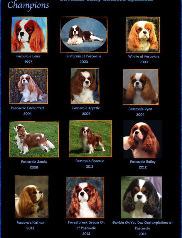 Our Cavaliers